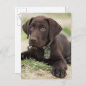 Chocolade Lab Puppy Briefkaart (Voorkant / Achterkant)