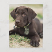 Chocolade Lab Puppy Briefkaart (Voorkant)