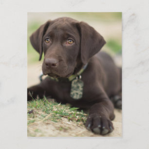 Chocolade Lab Puppy Briefkaart