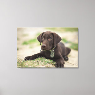 Chocolade Lab Puppy Canvas Afdruk