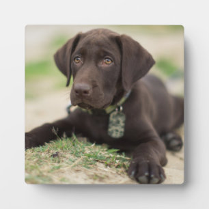 Chocolade Lab Puppy Fotoplaat