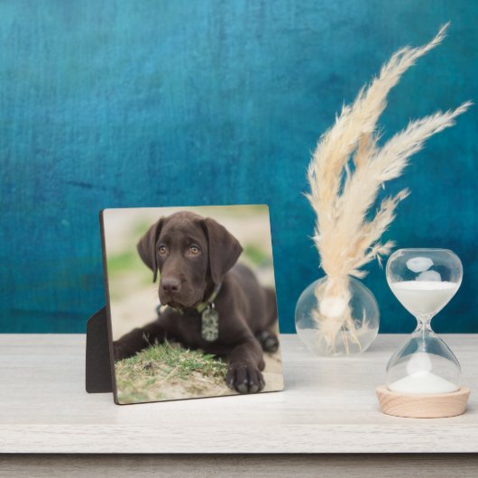 Chocolade Lab Puppy Fotoplaat (Insitu)