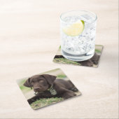 Chocolade Lab Puppy Kartonnen Onderzetters (Insitu)