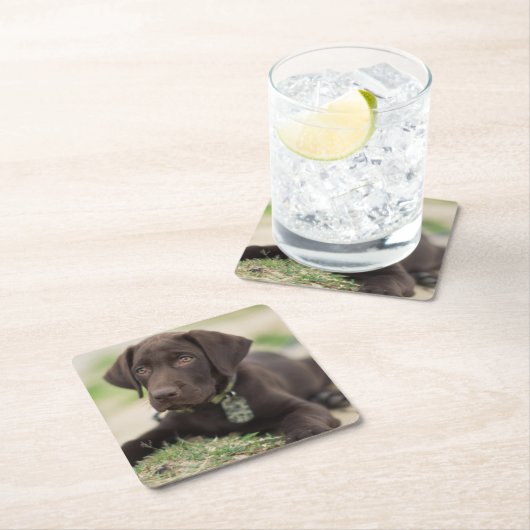 Chocolade Lab Puppy Kartonnen Onderzetters (Insitu)