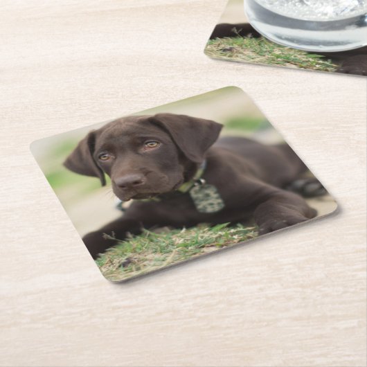 Chocolade Lab Puppy Kartonnen Onderzetters (Schuin)
