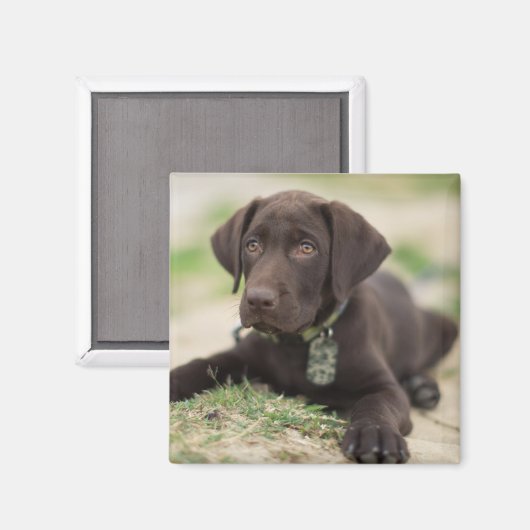 Chocolade Lab Puppy Magneet (Voorkant / Achterkant)