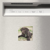 Chocolade Lab Puppy Magneet (Insitu (Vaatwasser))