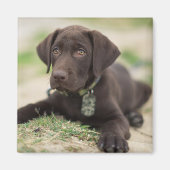Chocolade Lab Puppy Magneet (Voorkant)