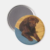 Chocolade Lab Puppy Magnet (Voorkant / Achterkant)