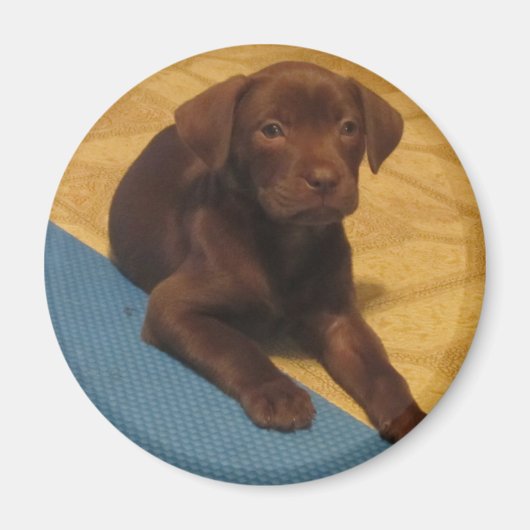 Chocolade Lab Puppy Magnet (Voorkant)