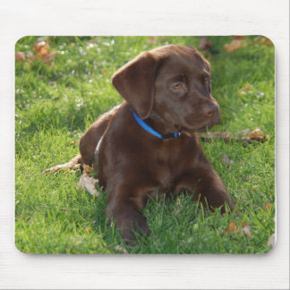 Chocolade Lab Puppy Muismat