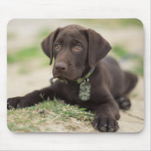 Chocolade Lab Puppy Muismat