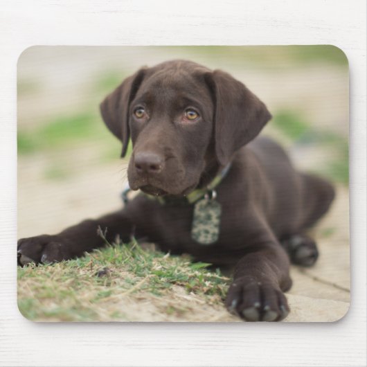 Chocolade Lab Puppy Muismat (Voorkant)