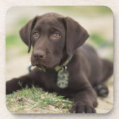 Chocolade Lab Puppy Onderzetter (Voorkant)