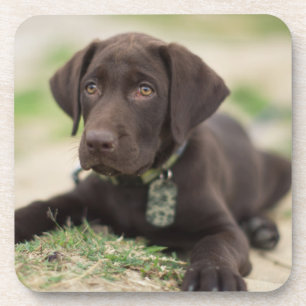 Chocolade Lab Puppy Onderzetter