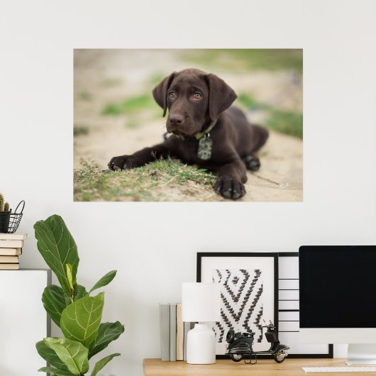 Chocolade Lab Puppy Poster (Thuiskantoor)