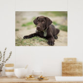 Chocolade Lab Puppy Poster (Keuken)