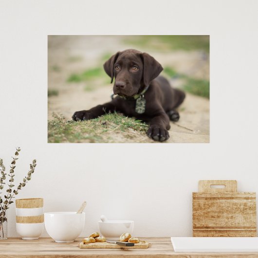 Chocolade Lab Puppy Poster (Keuken)