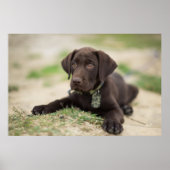Chocolade Lab Puppy Poster (Voorkant)