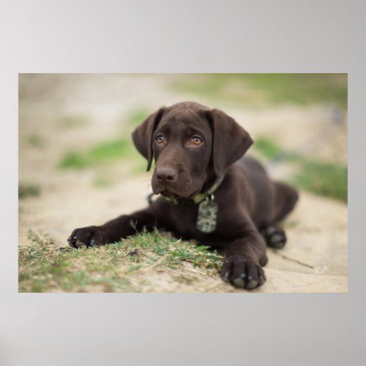 Chocolade Lab Puppy Poster (Voorkant)