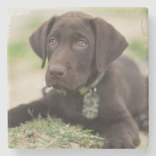 Chocolade Lab Puppy Stenen Onderzetter