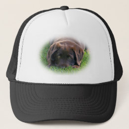 Chocolade Lab Puppy Trucker Pet