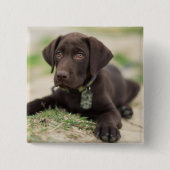 Chocolade Lab Puppy Vierkante Button 5,1 Cm (Voorkant)
