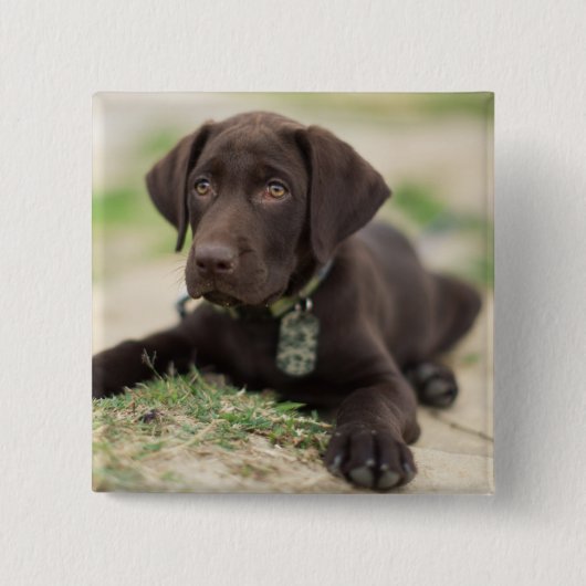 Chocolade Lab Puppy Vierkante Button 5,1 Cm (Voorkant)