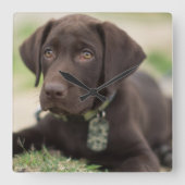 Chocolade Lab Puppy Vierkante Klok (Voorkant)