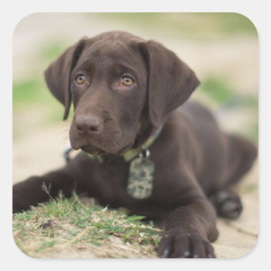 Chocolade Lab Puppy Vierkante Sticker (Voorkant)