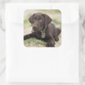 Chocolade Lab Puppy Vierkante Sticker (Tas)