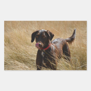 Chocolade Lab Vol Likken Rechthoekige Sticker