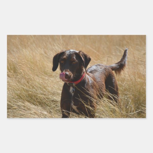 Chocolade Lab Vol Likken Rechthoekige Sticker (Voorkant)
