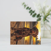 Chocolade Labrador bij zonsondergang Briefkaart (Staand voorkant)