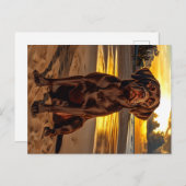 Chocolade Labrador bij zonsondergang Briefkaart (Voorkant / Achterkant)