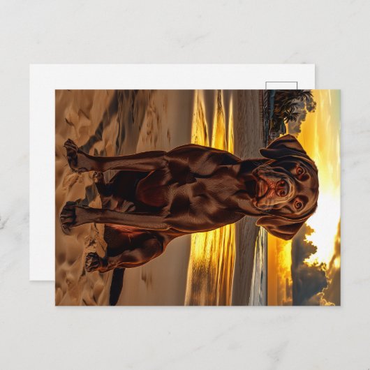 Chocolade Labrador bij zonsondergang Briefkaart (Voorkant / Achterkant)