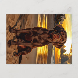 Chocolade Labrador bij zonsondergang Briefkaart