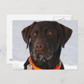 Chocolade Labrador Briefkaart (Voorkant / Achterkant)