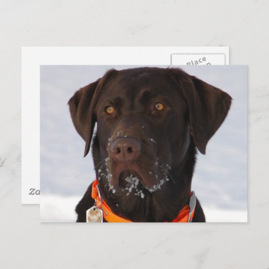 Chocolade Labrador Briefkaart (Voorkant / Achterkant)