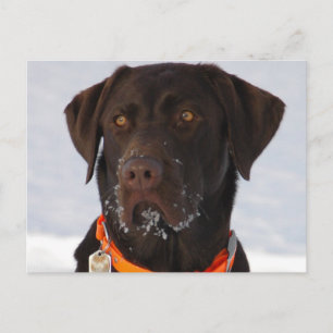 Chocolade Labrador Briefkaart