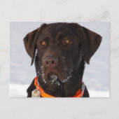 Chocolade Labrador Briefkaart (Voorkant)