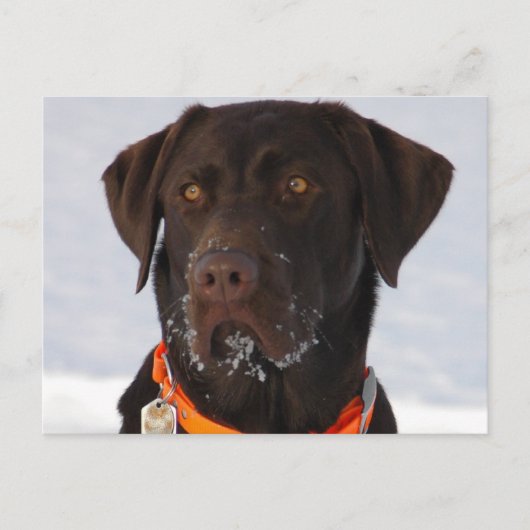 Chocolade Labrador Briefkaart (Voorkant)