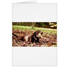 Chocolade Labrador die met een bal speelt