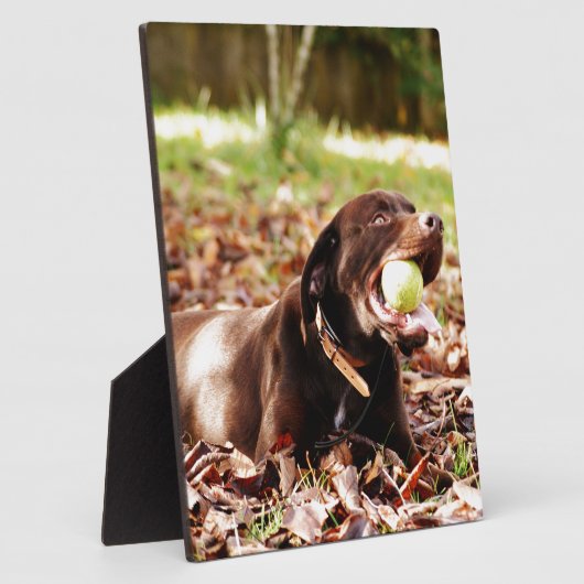 Chocolade Labrador die met een bal speelt Fotoplaat (Zijkant)