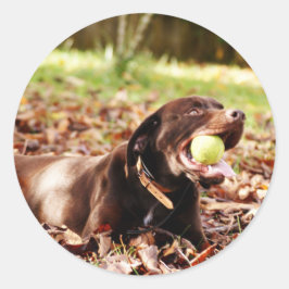 Chocolade Labrador die met een bal speelt Ronde Sticker