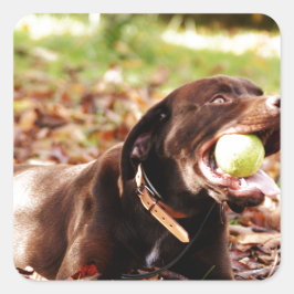 Chocolade Labrador die met een bal speelt Vierkante Sticker