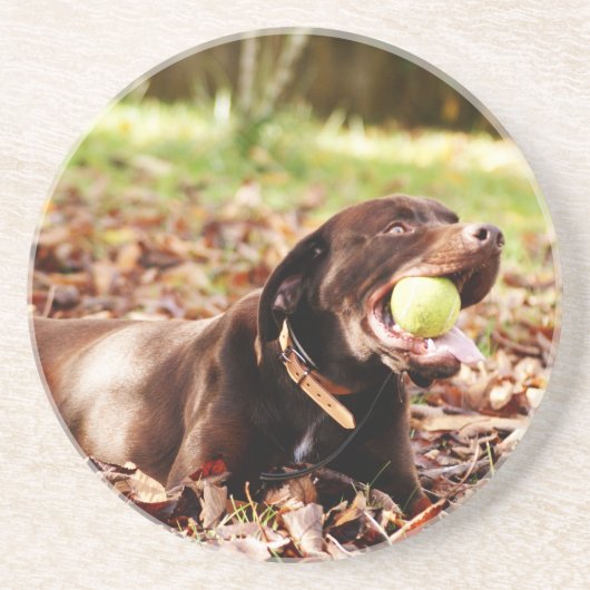 Chocolade Labrador die met een bal speelt Zandsteen Onderzetter (Voorkant)