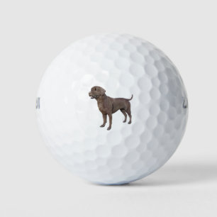 Chocolade Labrador Dog Standing Golfballen
