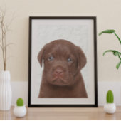 Chocolade Labrador Glossy Poster