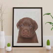 Chocolade Labrador Glossy Poster